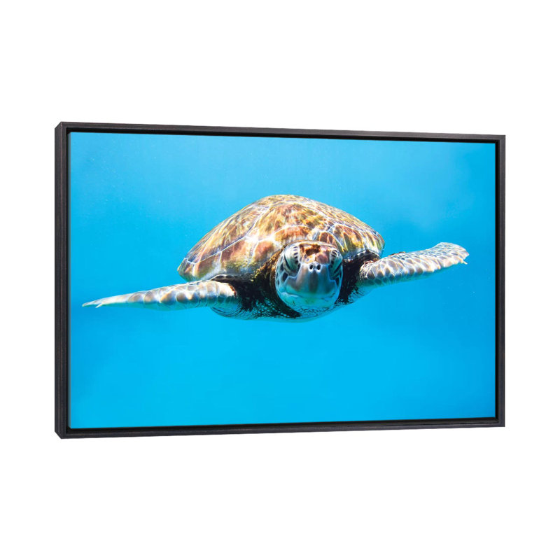 Tortue de mer II par Matteo Colombo - reproduction de photo, Toile avec cadre noir patiné, H 26 po x l 40 po x 1,5 po
