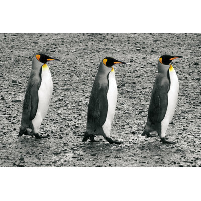 The Bachelors - Photographie sur toile tendue