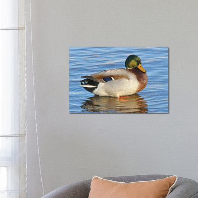 Handsome Mallard 1 Piece Wrapped Canvas Wall Art