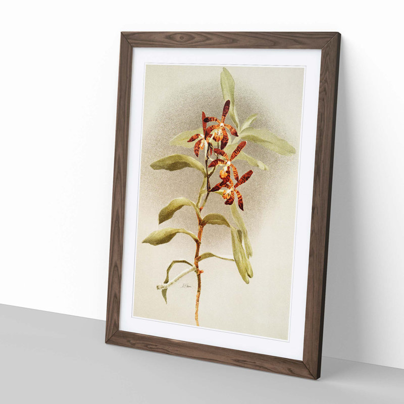 Magnolia Flowers Illustration Tab. 65 by Frederick Sander - Picture Frame Painting Print, 50cm H x 35cm W x 2cm D, Walnut