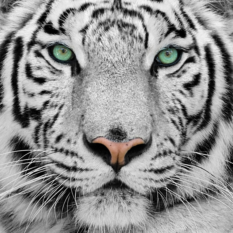 White Tiger by Wildcat78 - Wrapped Canvas Print, 91cm H x 91cm W