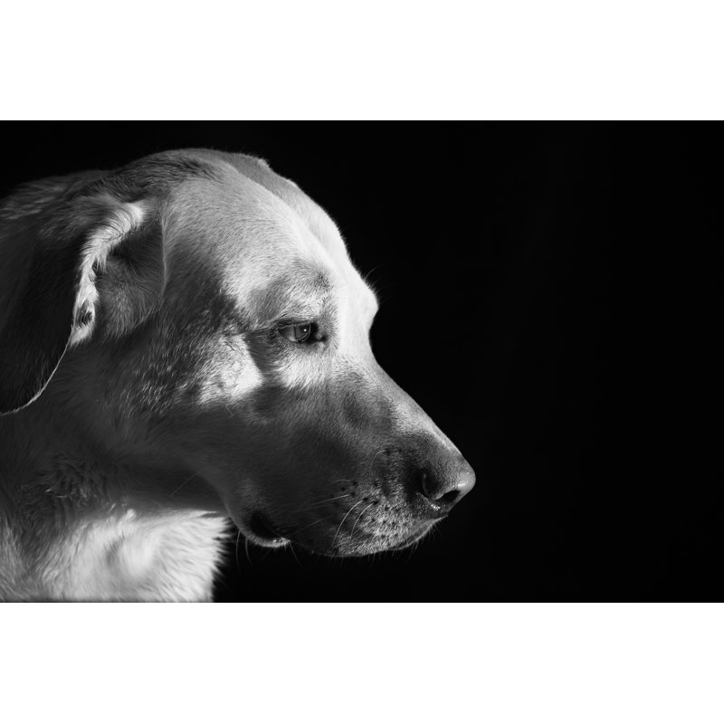 Bellfleur Labrador - Wrapped Canvas Print, 81cm H x 122cm W x 3.8cm D