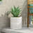 MGO PLANTER