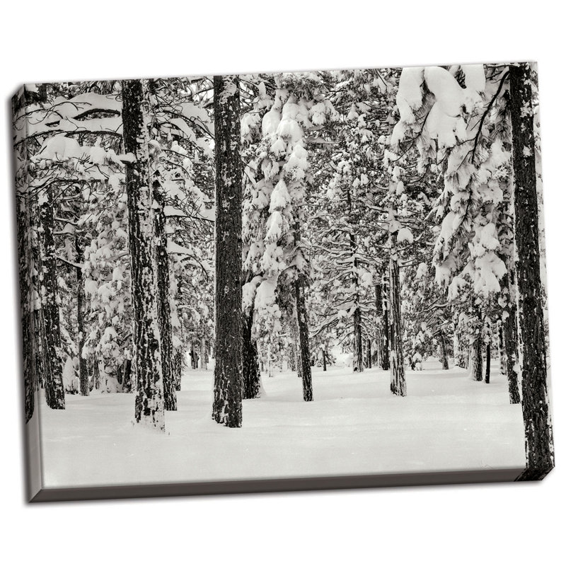 « tree 2 », reproduction de photo sur toile tendue