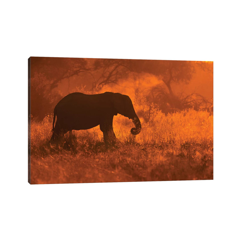 Elephant In Savute by Mario Moreno - Print on Canvas, 30.48cm H x 45.72cm W x 1.91cm D, Wrapped Canvas