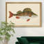 «Donovan Antique Fish I», cadre photo, impression sur toile-961319918-961319904