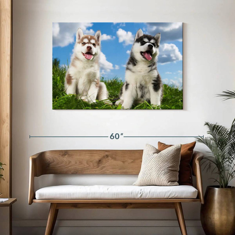 Husky Babies