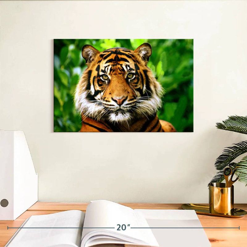 Sumatran Tiger Gaze, 8" H x 12" W