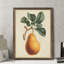 « antique poir botanique i » par paul cezanne-photo, reproduction d’art sur cadre-1434728051-1434728050