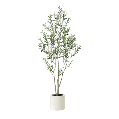 Olive Tree in Pot