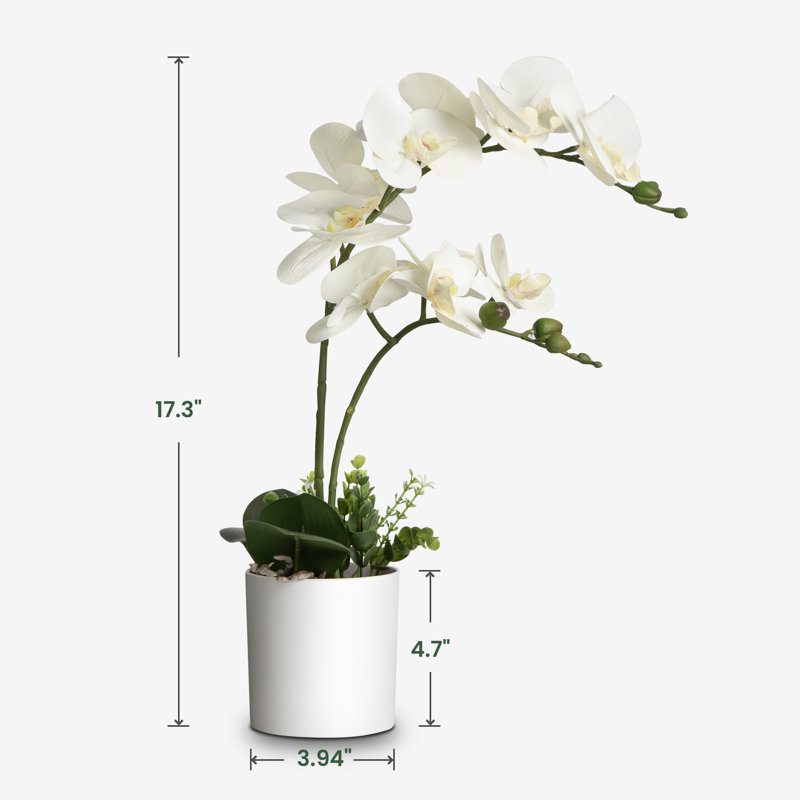 Primrue Silk Orchid Arrangement In Pot & Reviews | Wayfair