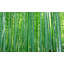 Papier peint de qualité supérieure - Forêt de bambous-696547642
