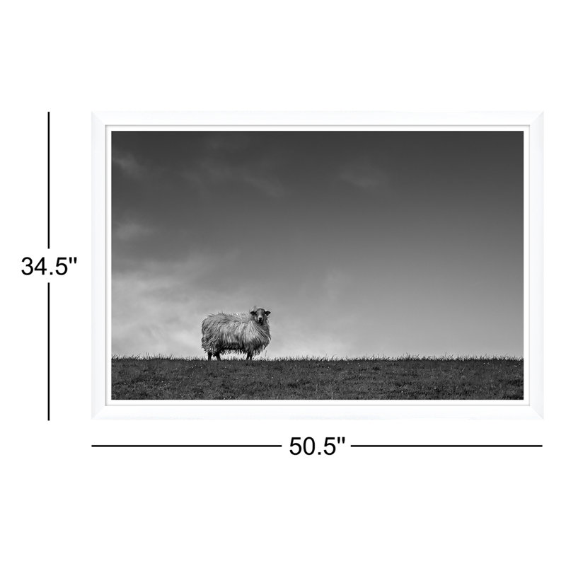 Solo Sheep - Photographie avec cadre photo