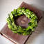 Preserved Boxwood 6" Greenery Wreath