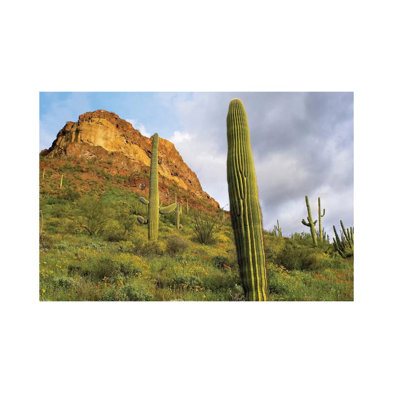 Organ Pipe Cactus, Organ Pipe Cactus National Monument by Tim Fitzharris - Wrapped Canvas Print