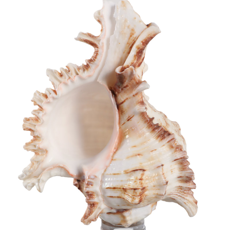 Figurine Oakden Coastal Seashell Sculpture, H 8 po x l 3 po x P 3 po