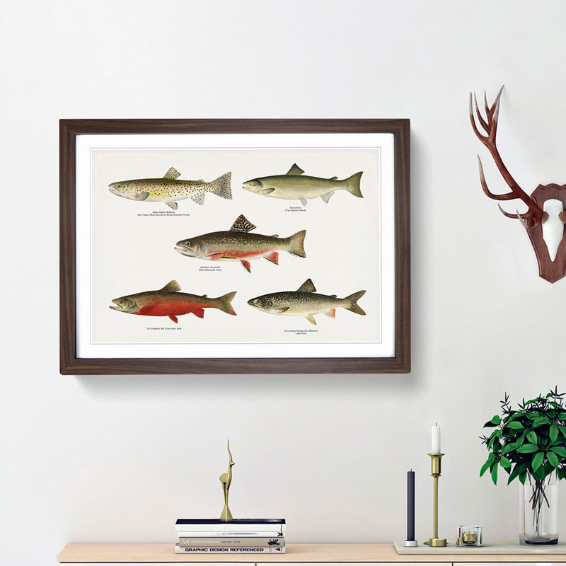 Selection of Fishes from North America Fish by Sherman F. Denton - Picture Frame Painting Print, 27cm H x 36cm W x 2cm D