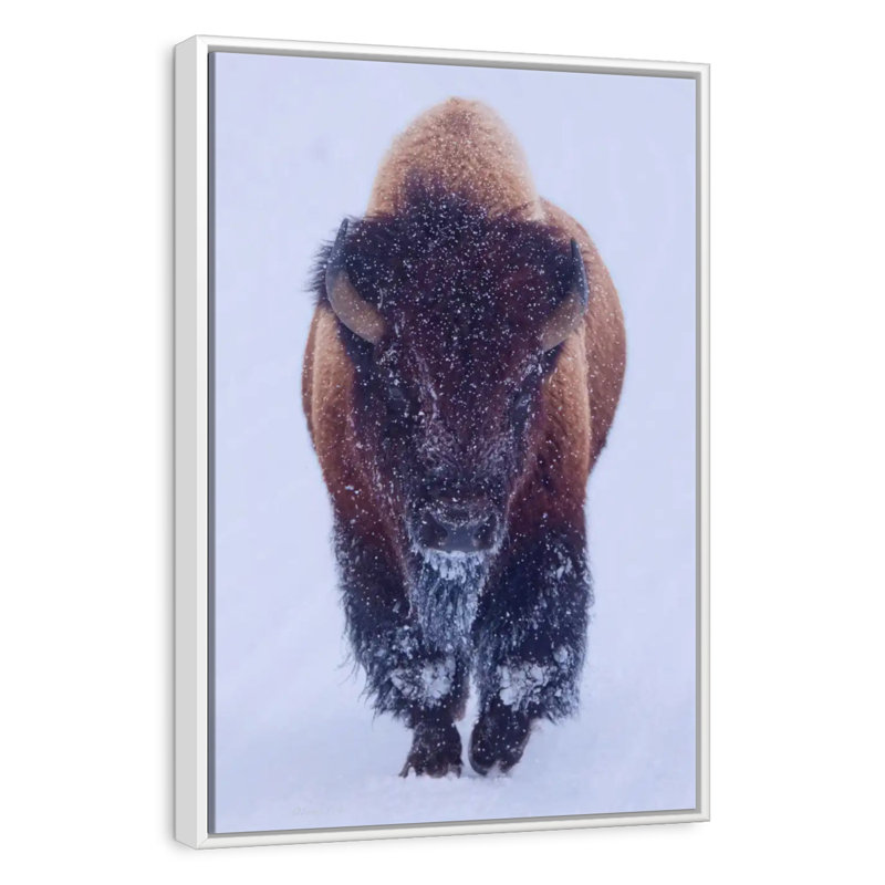 Bison dans la neige, 13" x 19", Floating Frame White