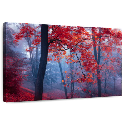 Alvord Foggy Red Maple Forest