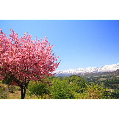 Cherry Tree by Noririn - Wrapped Canvas Photograph