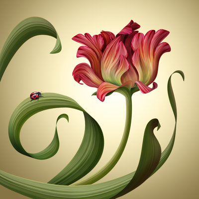 " Red Tulip Flower " by Wacomka