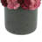 Succulent Arrangement in Vase-290268652