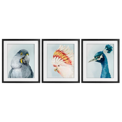 «Vivid Plumage Bird Portraits», ensemble de 3 reproductions encadrées sous verre, par Hannah Dawson