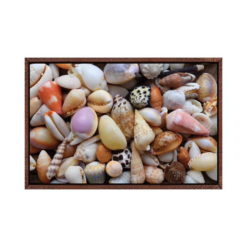 Tropical Shell Still-Life by Savanah Plank - Gallery-Wrapped Canvas Giclée on Canvas, 152.5 cm H x 101.5 cm W, Classic Wood