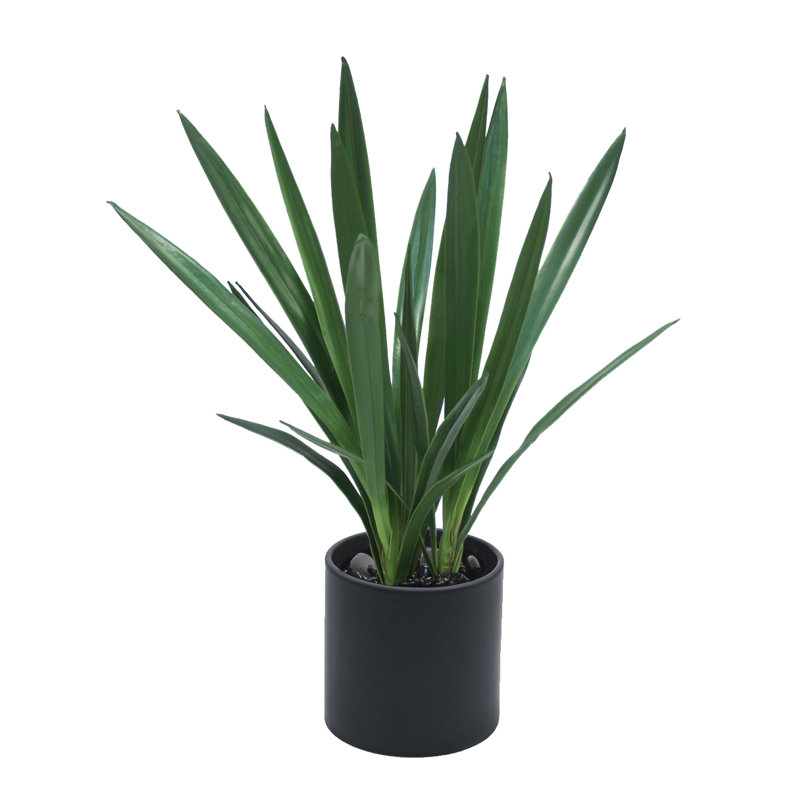 Plante orchidée en pot cymbidium