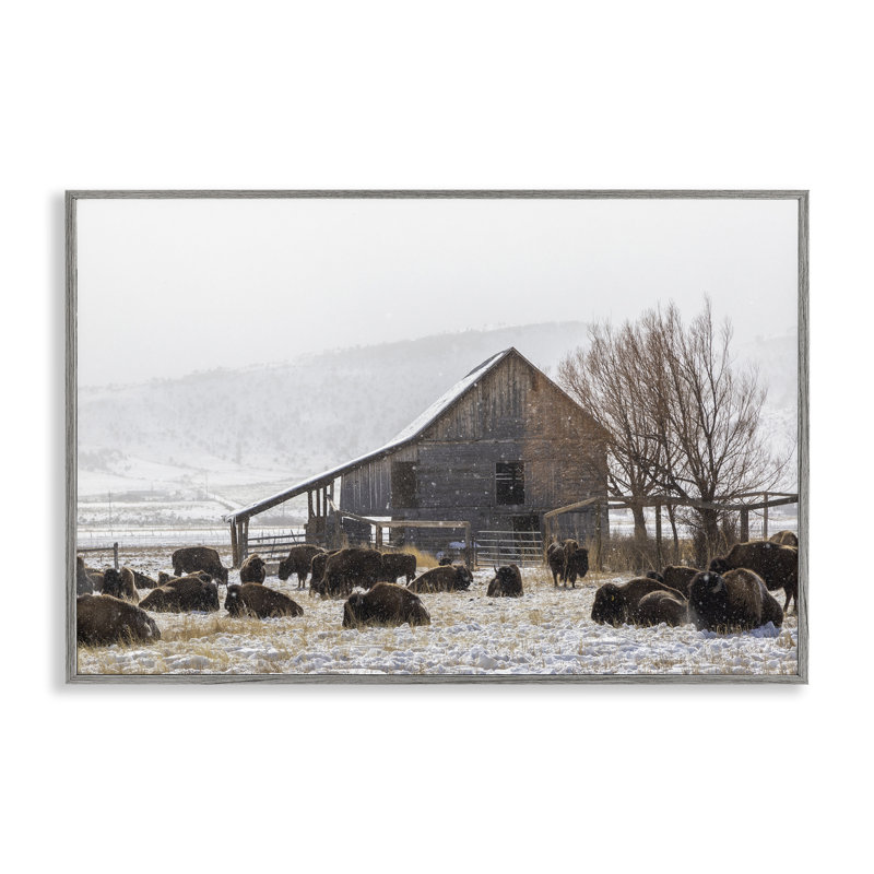 Giclée encadrée de Colorado Buffalo Snowy Farm, conception de Jeff Poe, H 20 po x l 30 po, Estampe numérique Farmhouse