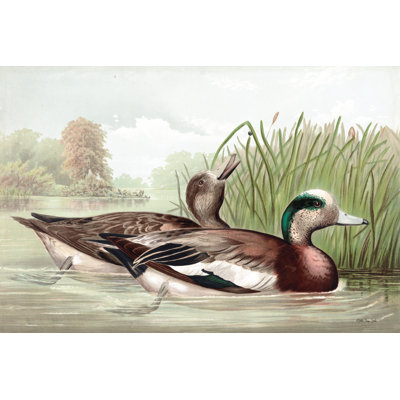 Resting Duck 1