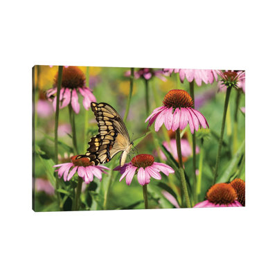 Giant Swallowtail On Purple Coneflower. Marion County, Illinois, USA. by Richard & Susan Day - No Frame Gallery-Wrapped Canvas Giclée on Canvas
