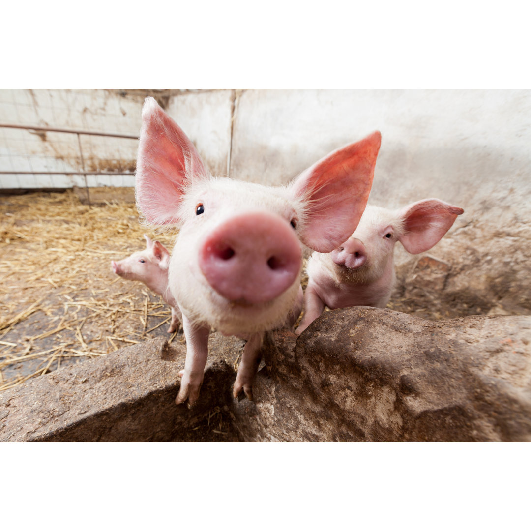 Leinwandbild Ferkel auf Pig Farm starrte in die Kamera