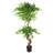 Faux Ficus Tree-112375804-112375805