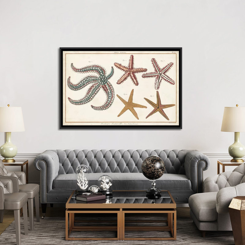 Étoile de mer Naturelle II par Denis Diderot - impression sur toile tendue, H 18 po x l 26 po x P 1,5 po, Pas de tapis
