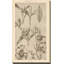 Lithographie de Florals II - peinture-568442340-538045258