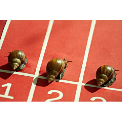 Competing Snails by Mediaphotos