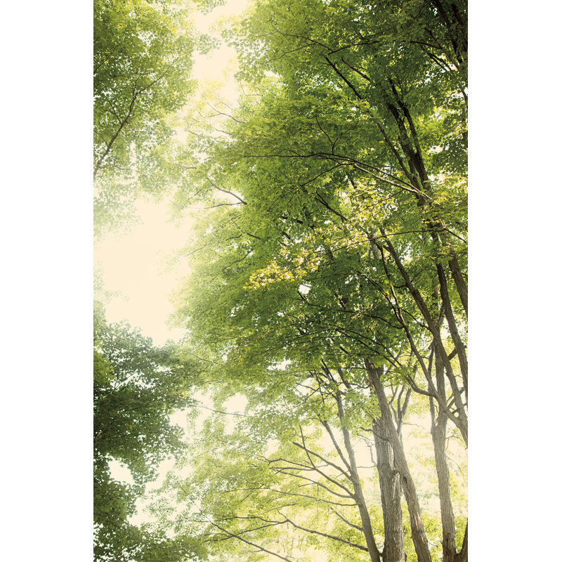 Towering Maples III Crop by Elizabeth Urquhart - Wrapped Canvas Print, 91cm H x 61cm W x 3.8cm D