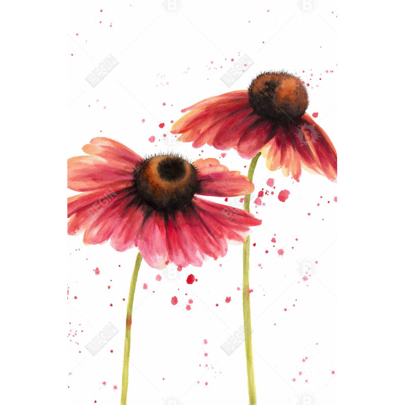 " Two Pink Daisies "