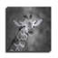 «Little Guy» par Debra Van Swearingen-1664568436