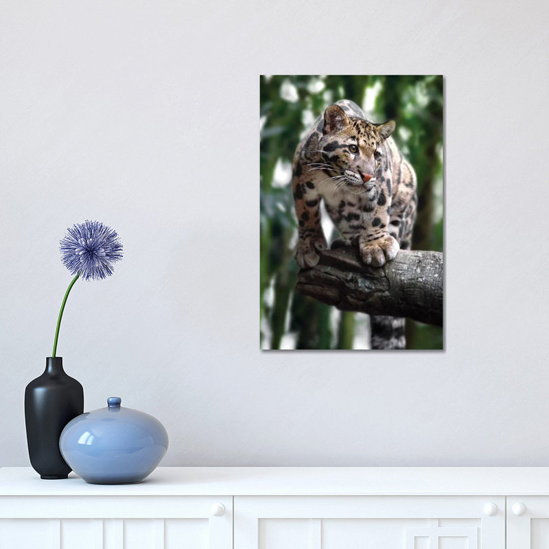 Ready To Pounce by Jonathan Ross Photography - Wrapped Canvas Print, 30.48 cm H x 45.72 cm W