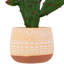 9,5 plantes