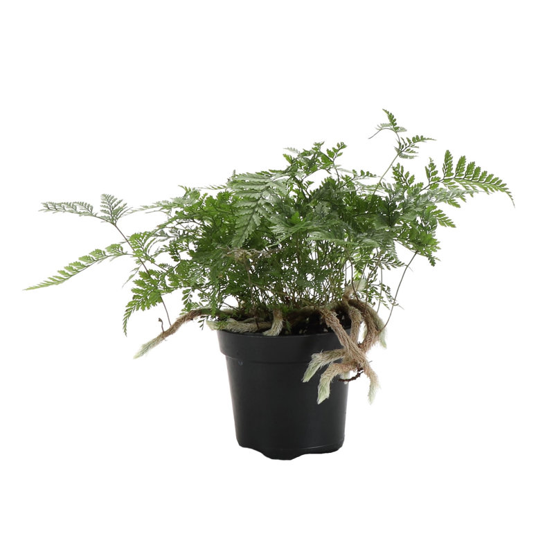 Live Rabbit's Foot Fern Plant