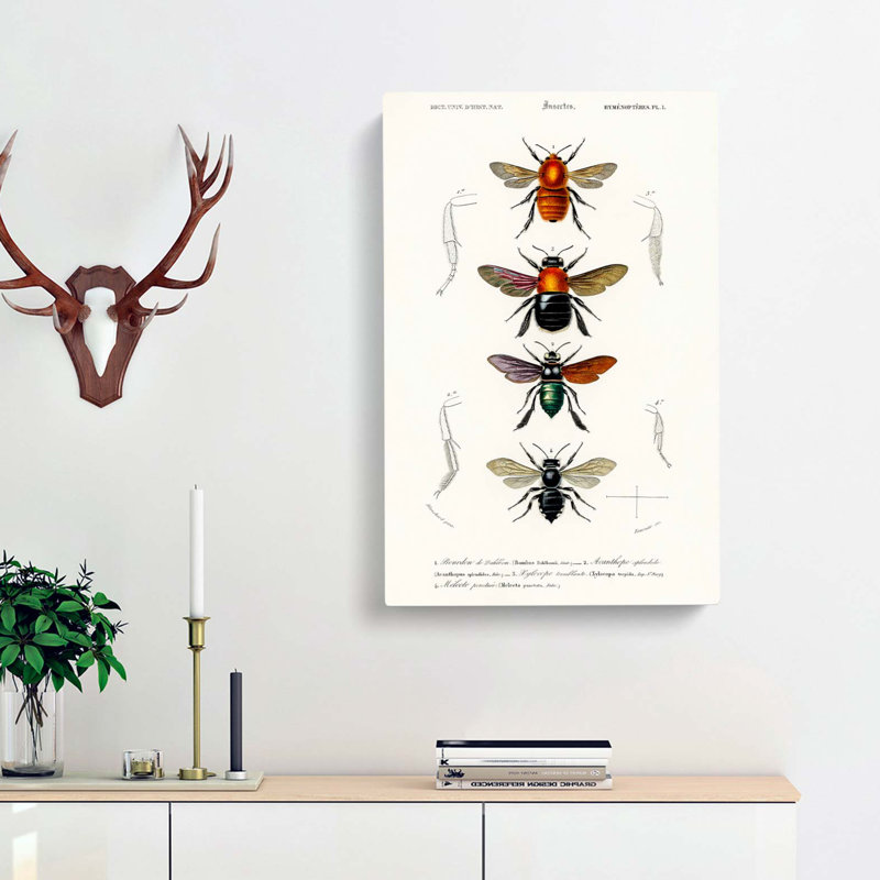 Flying Insect Illustrations PL. 1 by Charles D Orbigny - Wrapped Canvas, 76cm H x 50cm W x 3cm D
