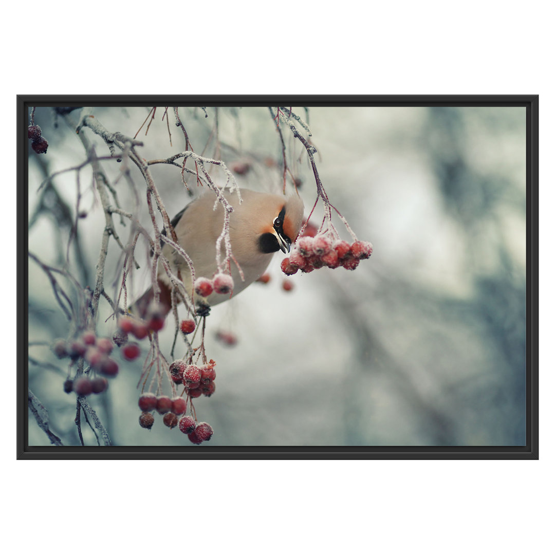 Gerahmtes Wandbild Kleiner VogelVogelbeerbaum