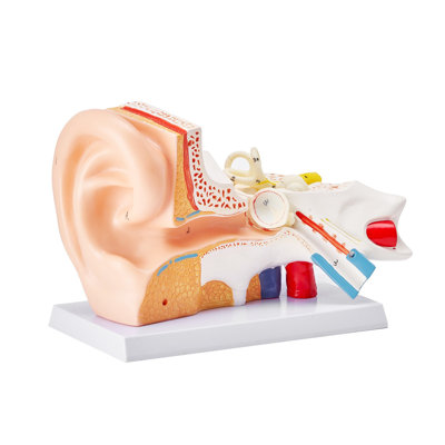 Human Ear Anatomy Model, 3 Parts 5 Times Enlarged Human Ear Model Displaying Outer, Middle, Inner Ear with Base, Professional PVC Anatomical Ear Model for Education Physiology Study Teaching