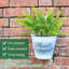 14.5 Plante