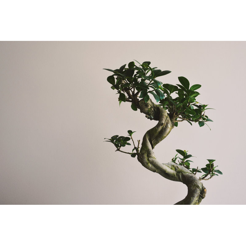 Bonzai Tree - Photographie sur toile tendue, H 8 po x l 12 po