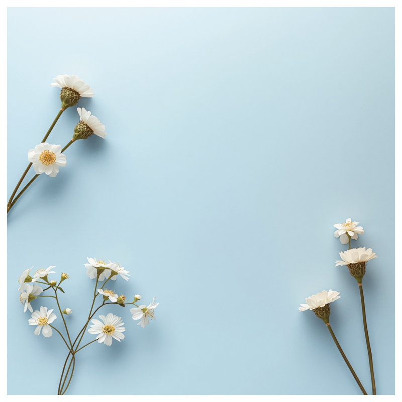 White Daisies On Blue Blankets, 60in W x 80in H
