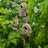 Guglielmo 89.25'' H x 27'' W x 6.5'' D Birdhouse